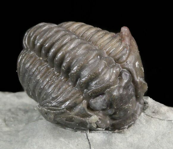 Small, Inflated Flexicalymene Trilobite - Ohio #40681